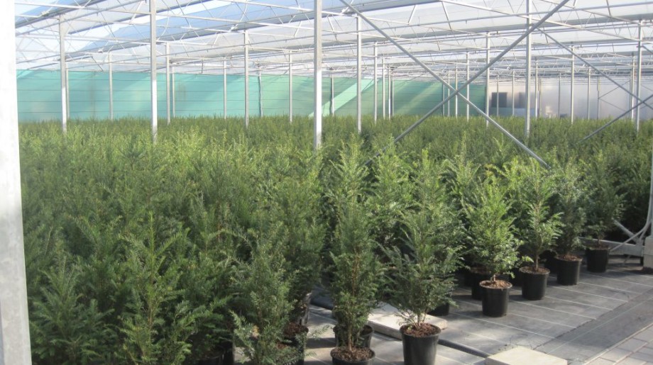 Boomkwekerij Wil de Kroon Steensel afbeelding 4